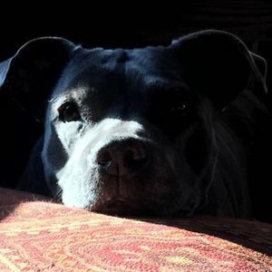 Meet your Posher, Robin